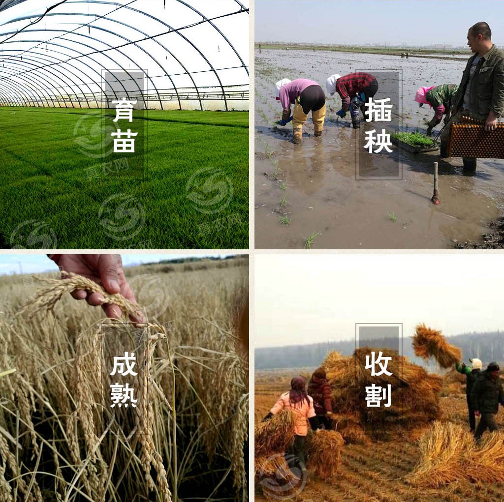 五常市天泽水稻种植农民专业合作社                    心的五常大米